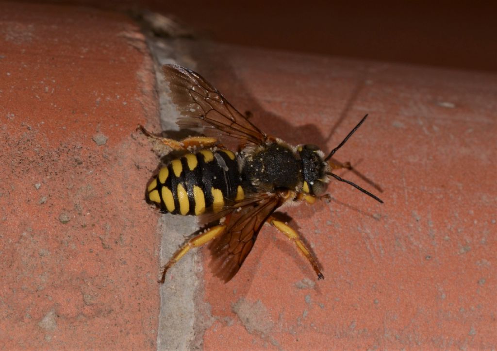 Apidae Megachilinae: Anthidium cfr. florentinum